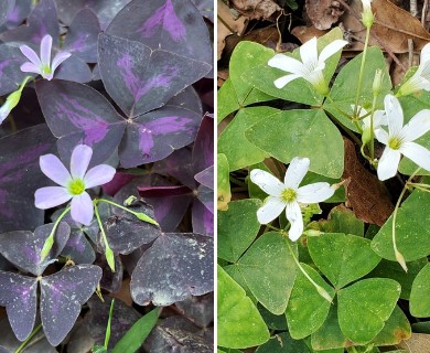Oxalis triangularis