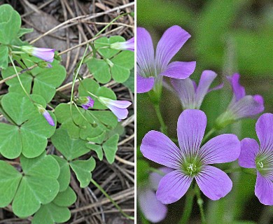 Oxalis violacea