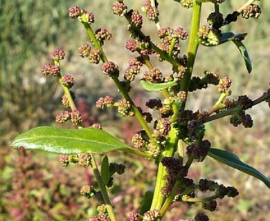 Oxybasis chenopodioides