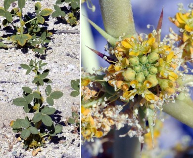 Oxystylis lutea