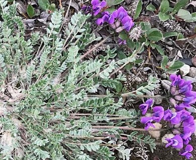 Oxytropis arctica