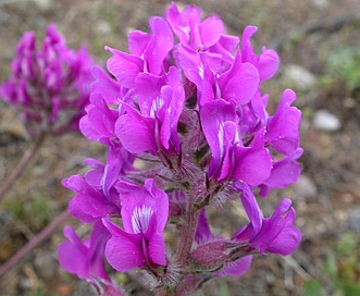 Oxytropis besseyi