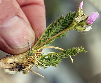 Oxytropis borealis