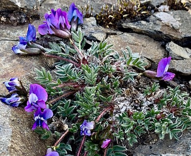 Oxytropis bryophila