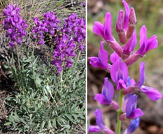 Oxytropis lambertii