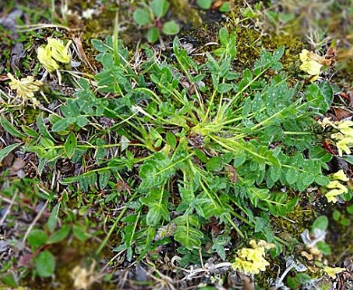 Oxytropis maydelliana