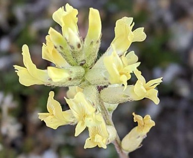 Oxytropis monticola