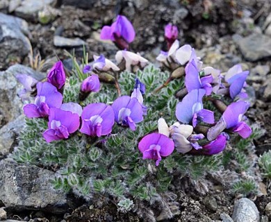 Oxytropis nigrescens