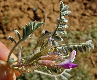 Oxytropis oreophila