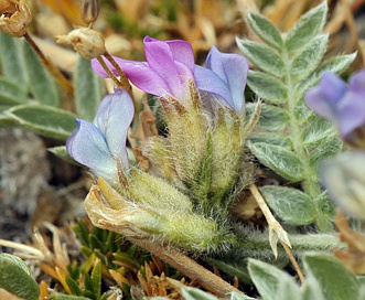 Oxytropis parryi