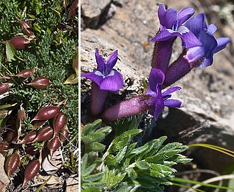 Oxytropis podocarpa