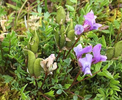 Oxytropis scammaniana