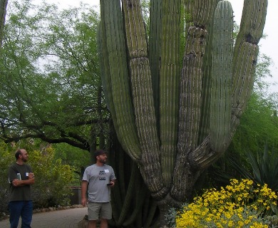 Pachycereus pringlei