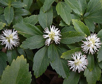 Pachysandra terminalis