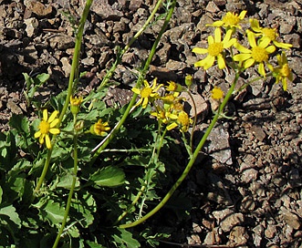 Packera streptanthifolia