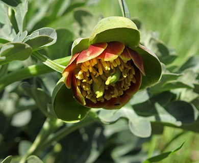 Paeonia brownii