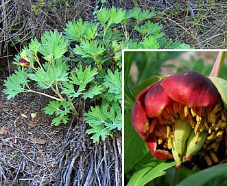 Paeonia californica