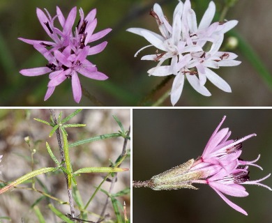 Palafoxia callosa