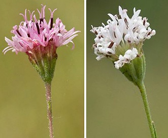 Palafoxia rosea