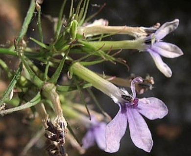 Palmerella debilis