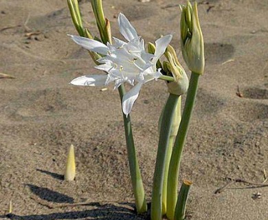 Pancratium maritimum