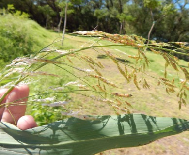 Panicum antidotale