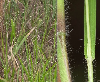 Panicum flexile