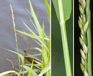 Panicum hemitomon