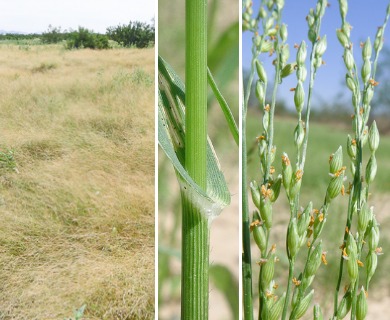 Panicum hirticaule