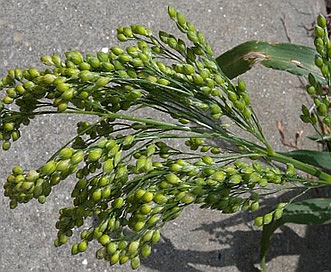 Panicum miliaceum