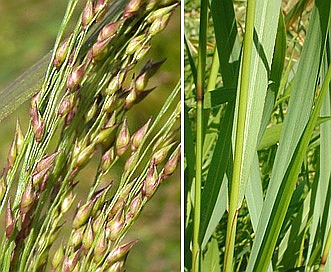 Panicum virgatum