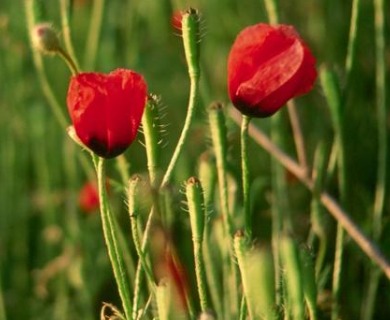 Papaver argemone