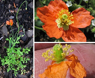 Papaver californicum