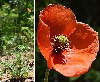 Papaver dubium