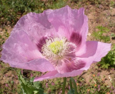 Papaver somniferum