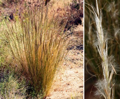 Pappostipa speciosa