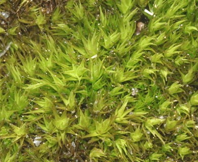 Paraleucobryum enerve