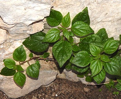 Parietaria judaica