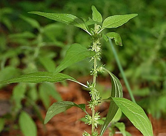 Parietaria pensylvanica