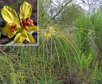 Parkinsonia aculeata