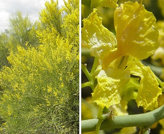 Parkinsonia florida