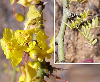 Parkinsonia praecox