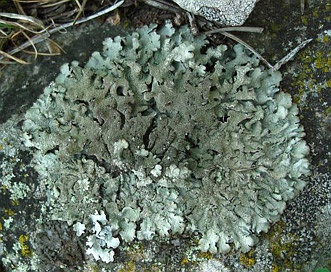 Parmelia hygrophila