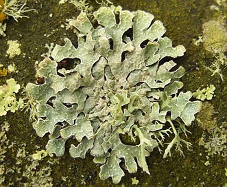 Parmelia sulcata