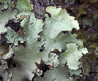 Parmotrema crinitum