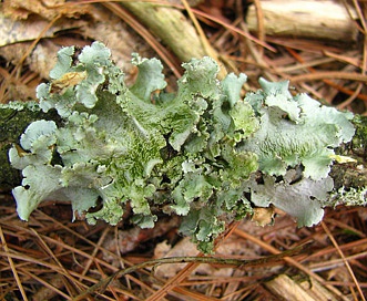 Parmotrema hypotropum