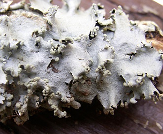 Parmotrema reticulatum