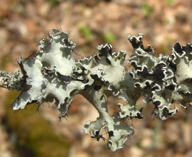 Parmotrema stuppeum