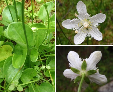 Parnassia cirrata