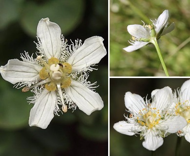 Parnassia fimbriata